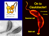 Cell structure and metabolism