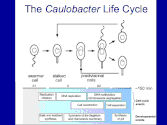 the cell cycle