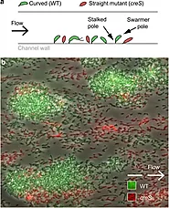 Ecology and Application to Biotechnology