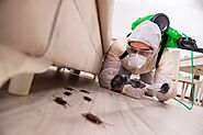 Pest Control Service Toronto – Pharaoh Ants Treatments – Awesome Pest