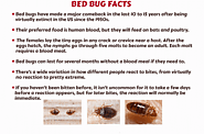 Facts about Bed Bugs - Bed Bugs Control Services | Awesome Pest