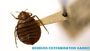 Bedbug Extermination Barrie - Bed Bugs Removal | Awesome Pest