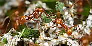 Ants Control Barrie - Ants Control Services | Awesomepest