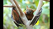 Bats Control Barrie - Pest Control Barrie | Awesomepest