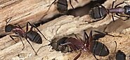 Website at https://www.awesomepest.ca/carpenter-ant-treatment-barrie-carpenter-ants-control-services/