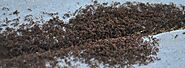 Infestations of Pavement Ants - Ants Control Services | Awesomepest