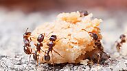 Website at https://www.awesomepest.ca/feeding-habits-of-pavement-ants-pavement-ants-control-services/