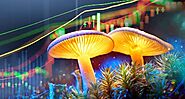 The Magic Mushrooms That Heal As Psychedelic Drugs