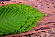 Must Know About Various Types of Kratom