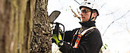 Benefits of Hiring a Toronto Arborist to Care for Your Trees