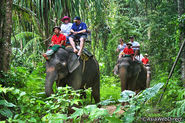 Elephant Treks