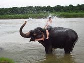 Elephant Learning Experience