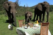 Elephant Picnic and Dining Experience