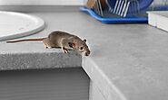 How To Get Rid Of Mice In The House Forever In Canada - Properties - Nigeria