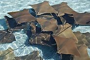 See a manta ray ‘cleaning station’