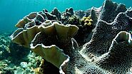 Coral atolls