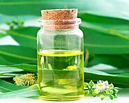 Eucalyptus Oil Benefits : How to Check it purity - AOS Blog