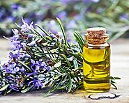 What is Rosemary Oil : About Propeties and Benefits - AOS Blog