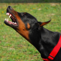 Ohio Dog Bite Lawyer | Dog Bite Injury | Charles Boyk Law Offices, LLC
