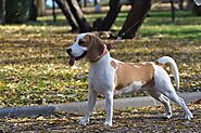 Jack Russell Beagle Mix (Jackabee) - Facts, Pics and More