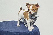 Jack Russell and Chihuahua Mix (Jack Chi / Jackahuahua) - Facts & Pics
