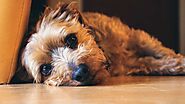 Jorkie (Jack Russell Yorkie Terrier Mix) - Facts, Pics and More