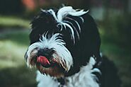 Jack Russell Terrier and Shih Tzu Mix (Jack Tzu) - Facts, Pics and More
