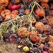 What to Compost (Ingredients) | Planet Natural