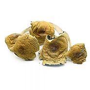 Buy Shrooms In Canada Online - Best Priced Magic Mushrooms - Mindtrek.ca