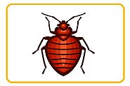 Reliable Pest Control Technicians/Exterminators. Serving Edmonton, Sherwood Park and St. Albert.