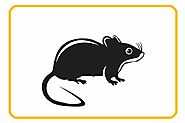 Reliable Pest Control Technicians/Exterminators. Serving Edmonton, Sherwood Park and St. Albert.