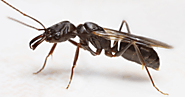 Ant Control Edmonton | Best Ant Exterminators