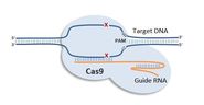 CRISPR/Cas9 Mice Model Service