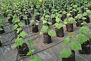 Grow Bag, Coir Peat and Coco Pith Grow Bags, Grow Bags Manufacturers in Coimbatore, Chennai, Kerala- Rishaba Poly Pro...