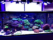 Create a Peaceful Environment with Custom Aquariums