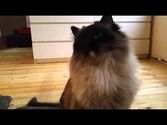 7 auf einen Streich: Katzenmusik auf Youtube, Trick 1: Der Beatkopf