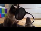 7 auf einen Streich: Katzenmusik auf Youtube, Trick 2: Der Fake-Gesang