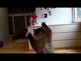 7 auf einen Streich: Katzenmusik auf Youtube, Trick 3: Der Katzentanz