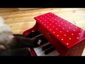 7 auf einen Streich: Katzenmusik auf Youtube, Trick 4: Der Piano-Fake