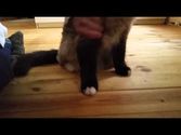 7 auf einen Streich: Katzenmusik auf Youtube, Trick 5: Der Rhythmus-Fake