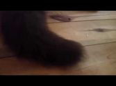 7 auf einen Streich: Katzenmusik auf Youtube, Trick 6: Der Rutentakt-Fake