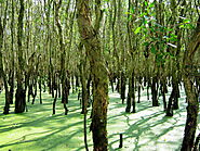 Tra Su Mangrove Forest
