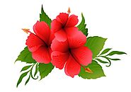 Hibiscus for Healthy and Strong Hair