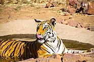 Top 5 Tiger reserves in India | Jim Corbett Tiger reserve in Uttarakhand