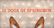 12 Dogs of Springbox