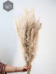 Buy Dried Pampas Grass Natural Beige Online India | Home Decor | Whispering Homes