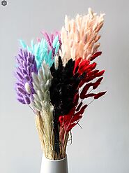 Beige Bunny Tail Dried Pampas Grass Online India| Home Decor | Whispering Homes