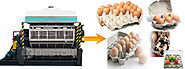Semi Automatic Egg Tray Machine | Quotation Online
