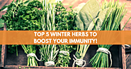 TOP 5 Winter Herbs to Boost your IMMUNITY!