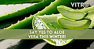 Say YES To Aloe Vera This Winter!